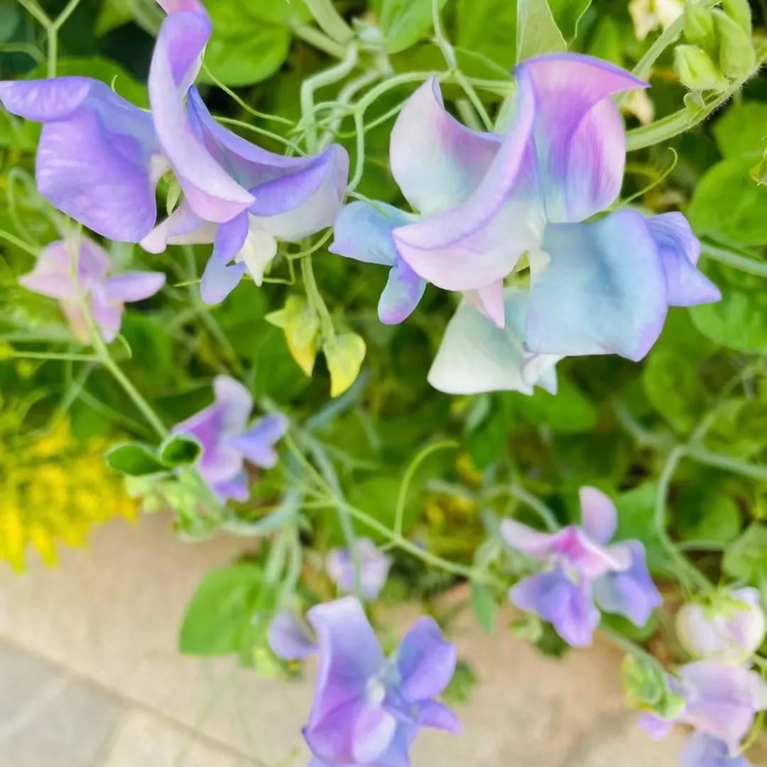 Sweet Pea 'Turquoise Lagoon'