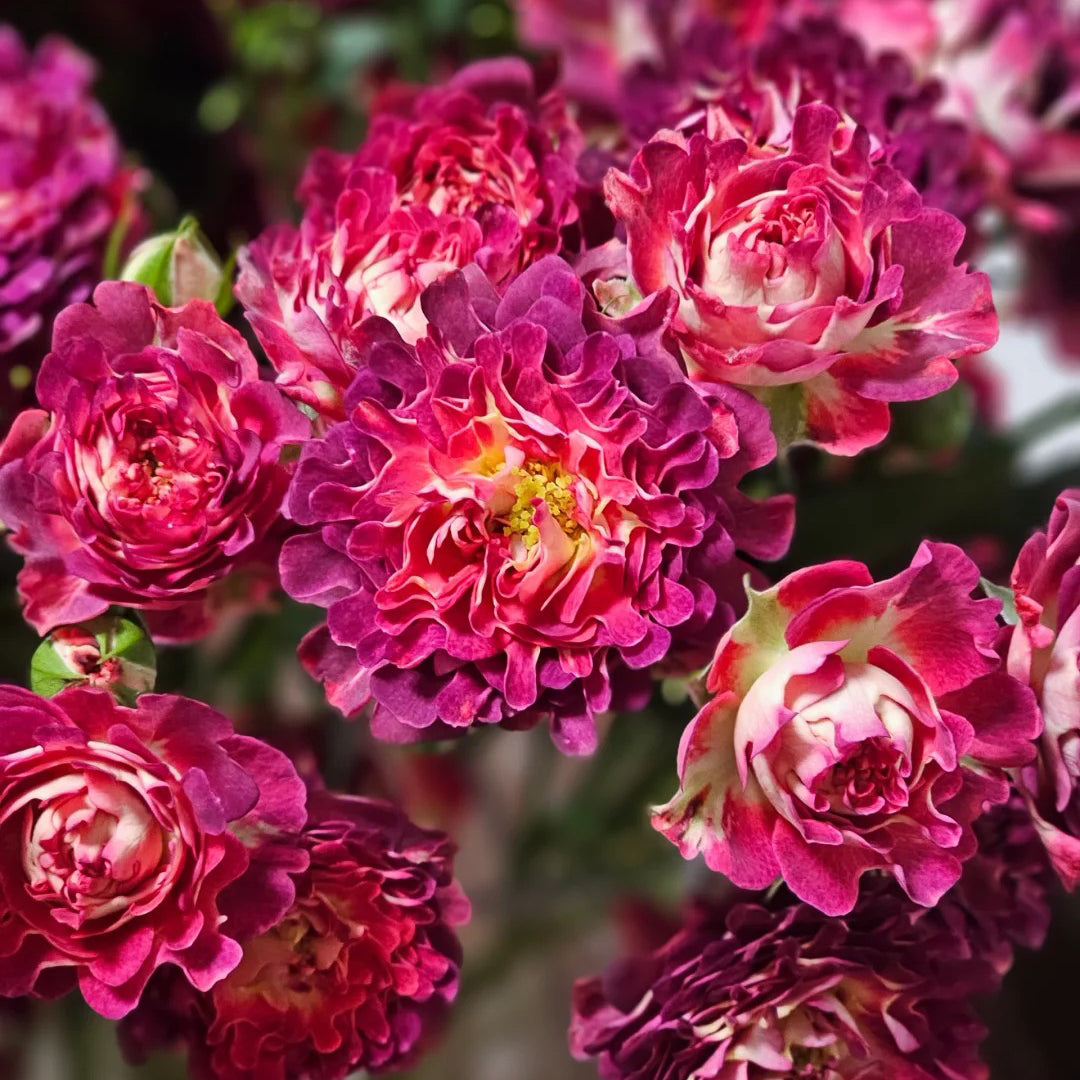 Sea Anemone Rose "florid" Flower Seeds