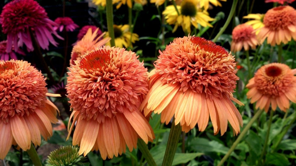 Echinacea 'Supreme Cantaloupe' (Coneflower)