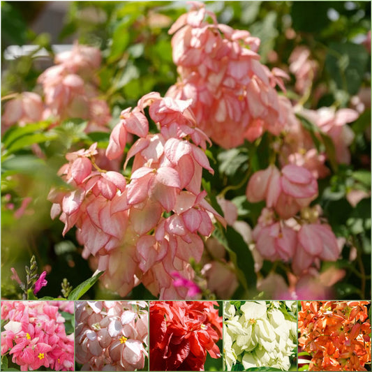 Mussaenda Hybrida Collection Seeds