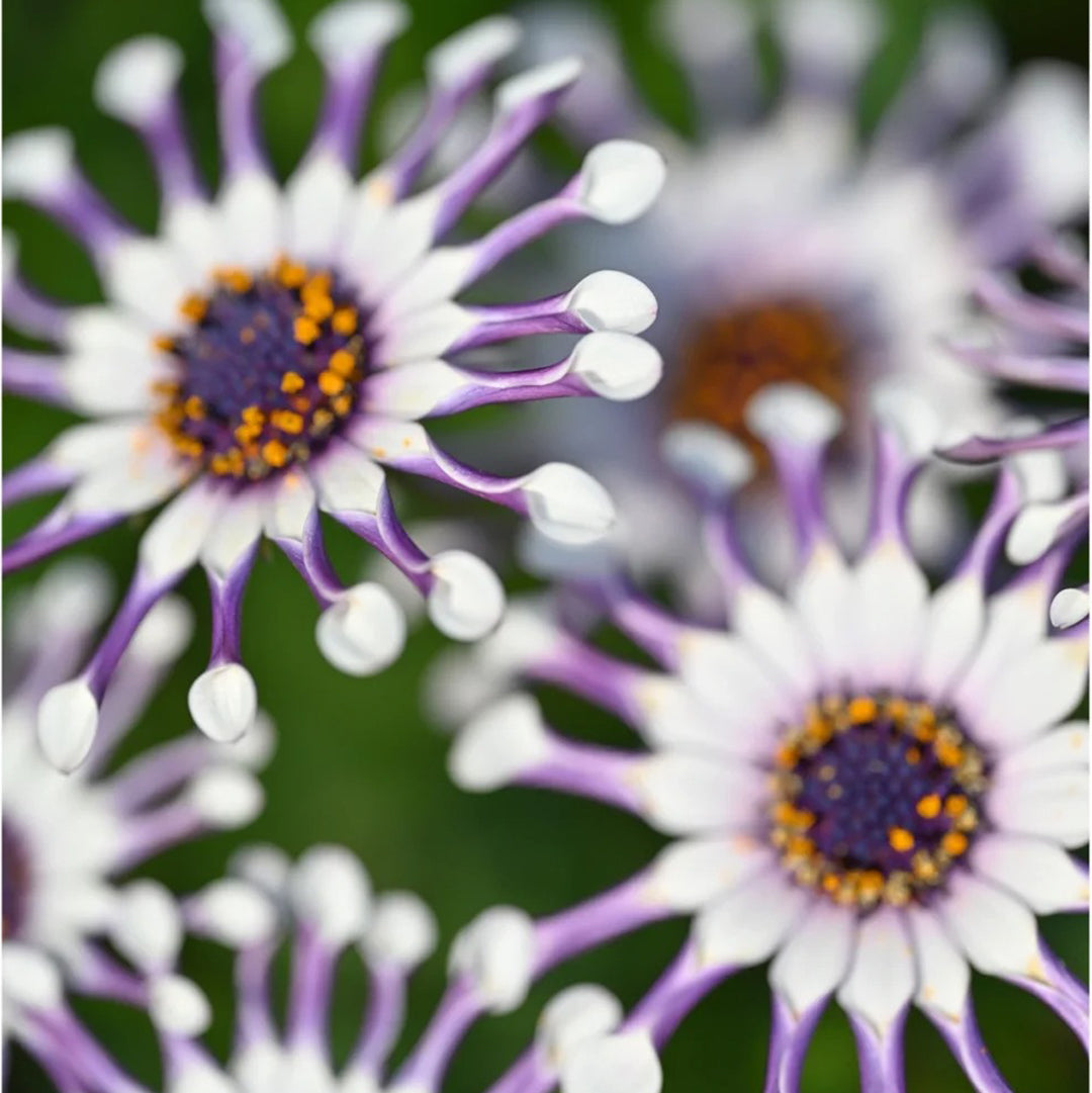 African Daisy Mixcolor Seeds