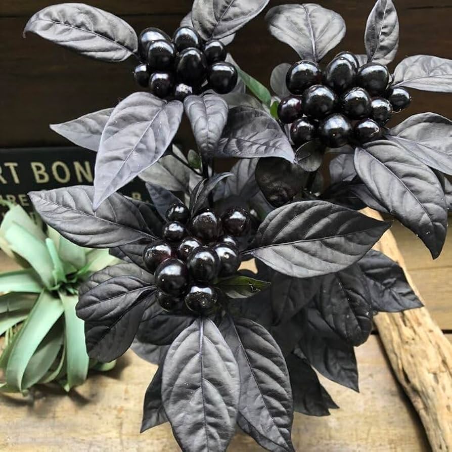 Black Pearl Ornamental Pepper