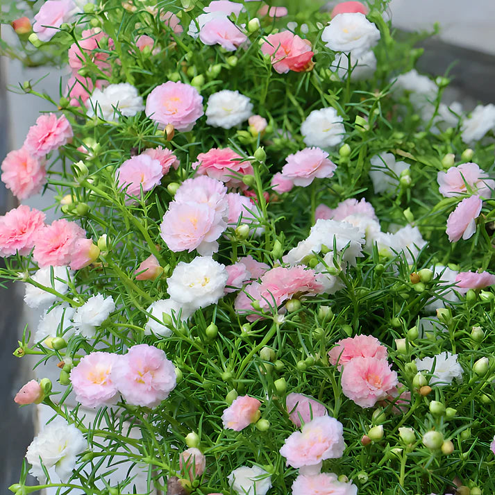🌸Beautiful everlasting flower-💥moss rose