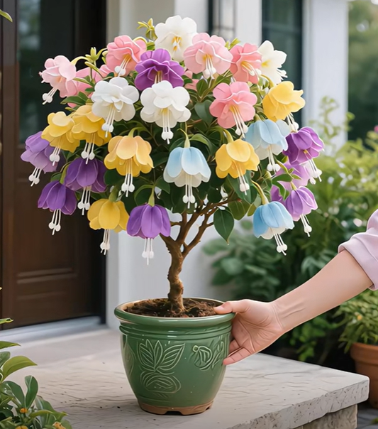 💥 [Promotion in progress]💥-🦋Heavy Petal Paulownia Planter