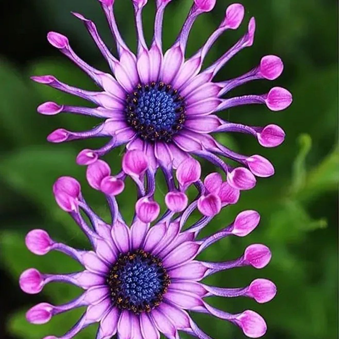 African Daisy Mixcolor Seeds