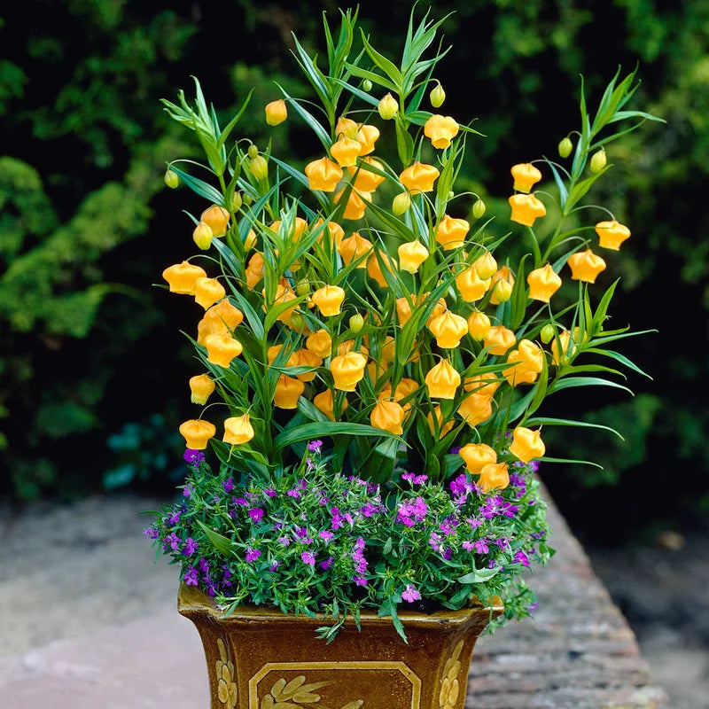 CHINESE LANTERN LILY (SANDERSONIA)
