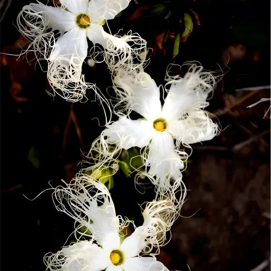 Mongolian Snakegourd Flower Seeds