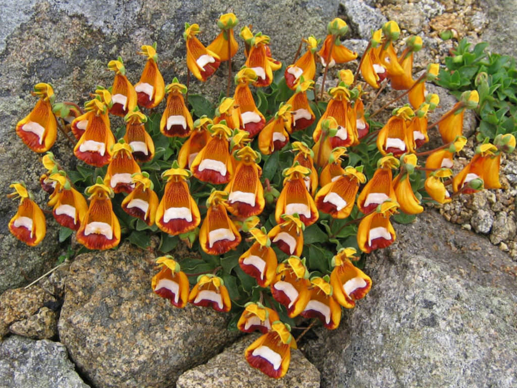 Happy Alien (Calceolaria Uniflora) Flower Seeds Plant Seed Rare