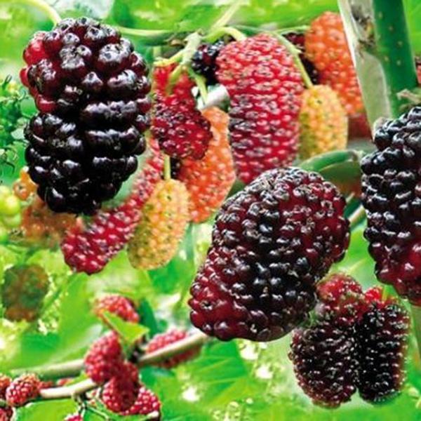 Egrow 100Pcs/Pack Jackfruit Strawberry Seeds Garden Plants Fruit Seeds