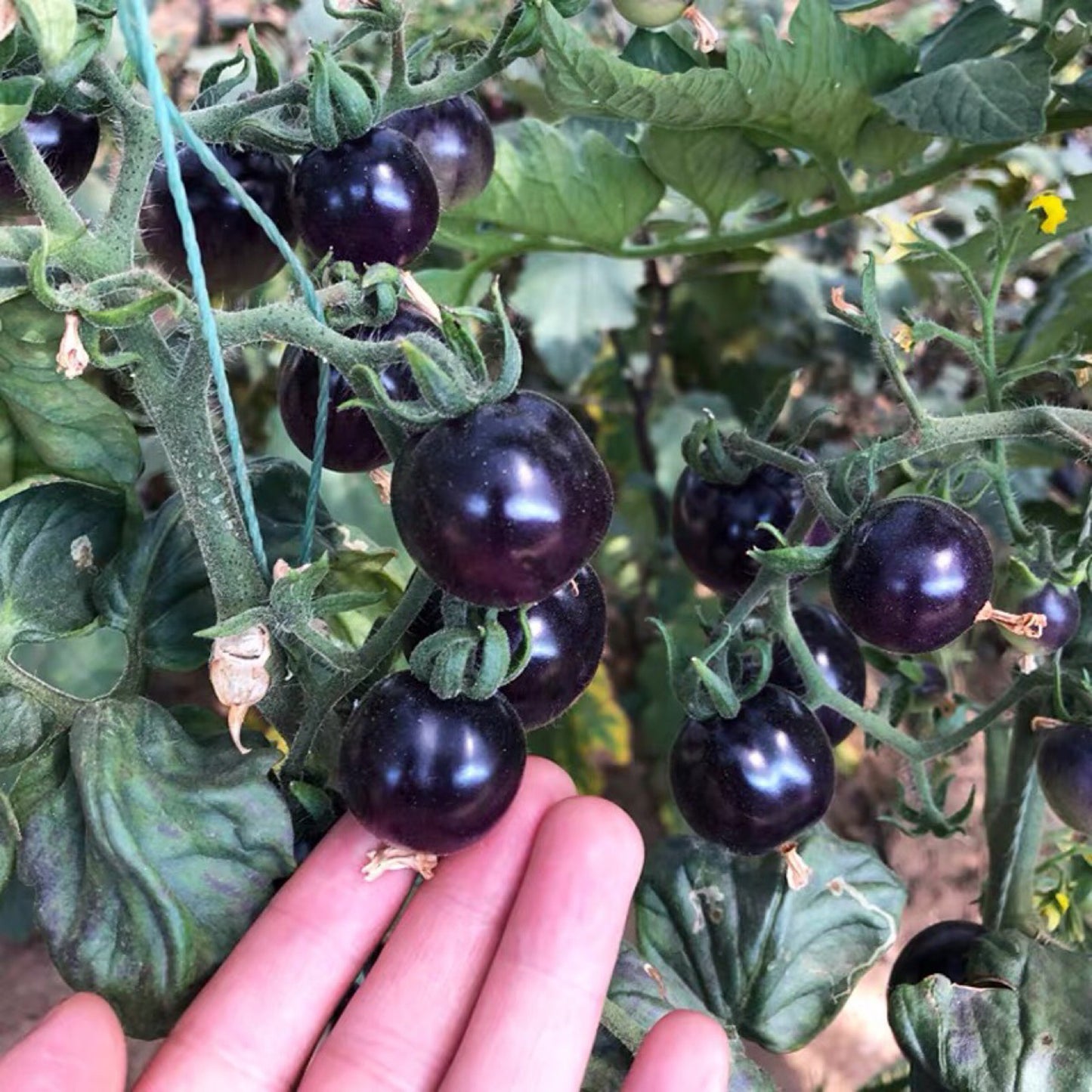 The most popular fruit🏆-Black Pearl Tomato🍅