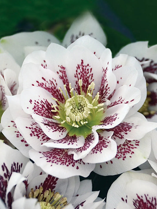 Helleborus thibetanus/Christmas rose"Confetti Cake" Seeds