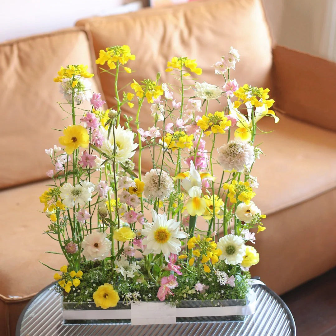 Colorful Rapeseed Flowers Mixcolor Seeds