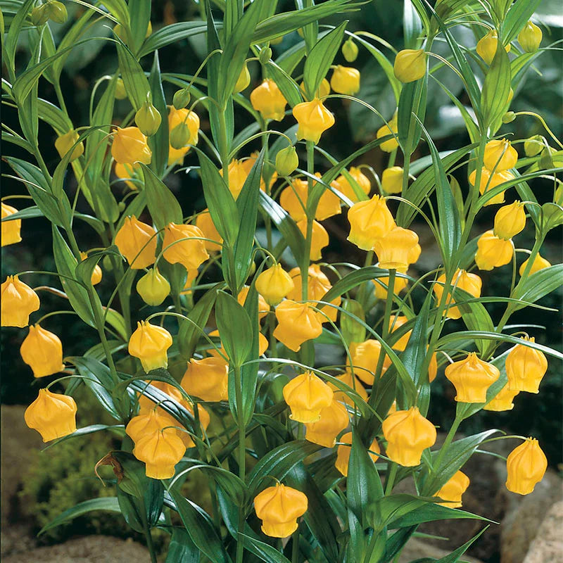 CHINESE LANTERN LILY (SANDERSONIA)