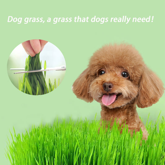 Up to 38%off💥Dog grass