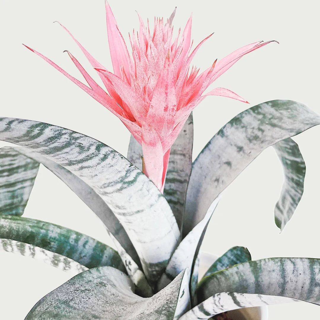 Aechmea Fasciata seeds