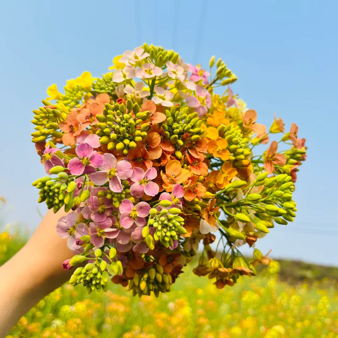 Colorful Rapeseed Flowers Mixcolor Seeds