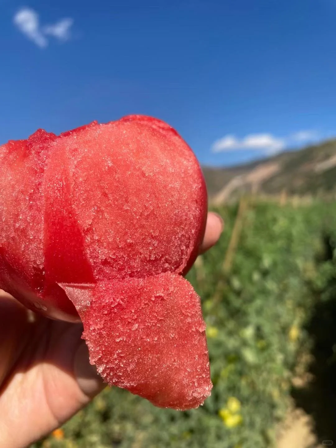 Sandy, soft and sweet - 🍅Sandy tomatoes