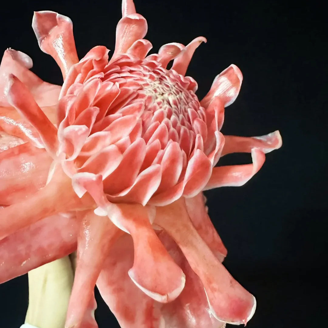 Pink Torch Ginger/Etlingera elatior Flower Seeds
