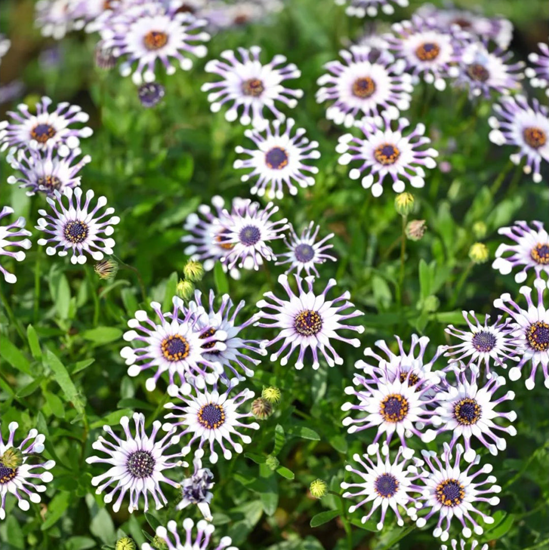 African Daisy Mixcolor Seeds
