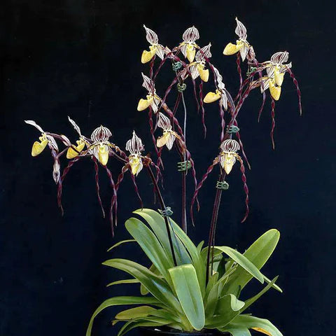 Paphiopedilum philippinense