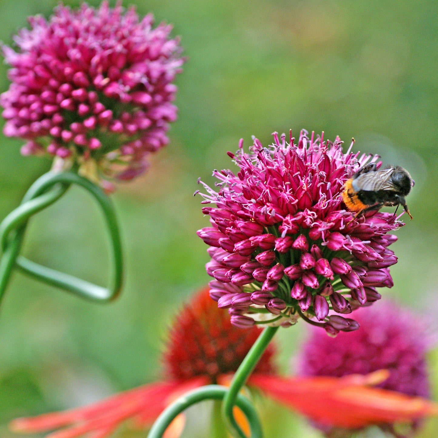 Allium sphaerocephalon (Drumstick)