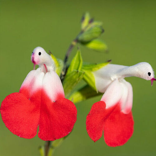 💕This year's most popular variety🔥🎁Salvia microphylla 'Hot Lips'