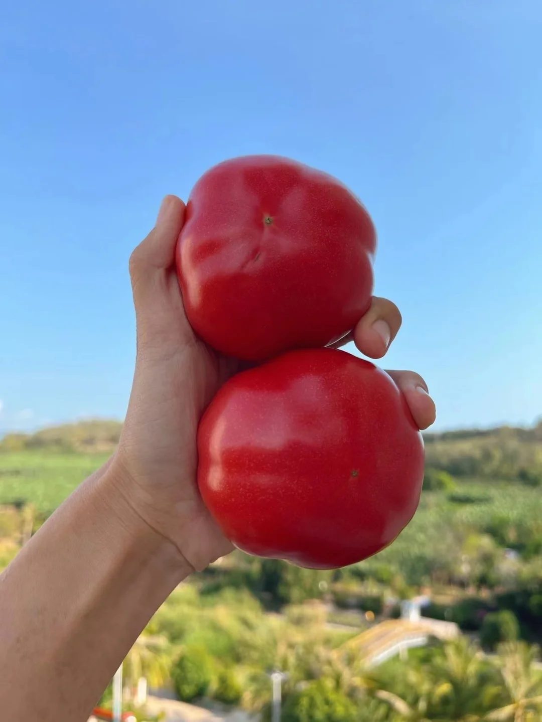 Sandy, soft and sweet - 🍅Sandy tomatoes