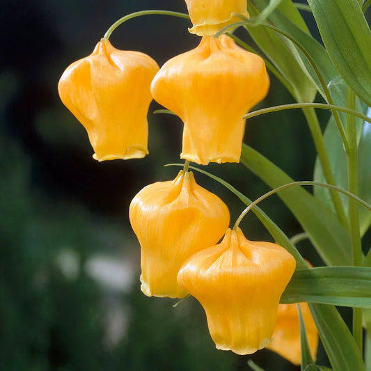 CHINESE LANTERN LILY (SANDERSONIA)