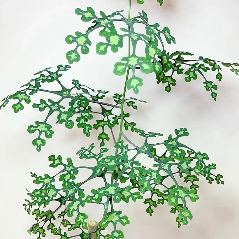 Adenia Perrieri Seeds
