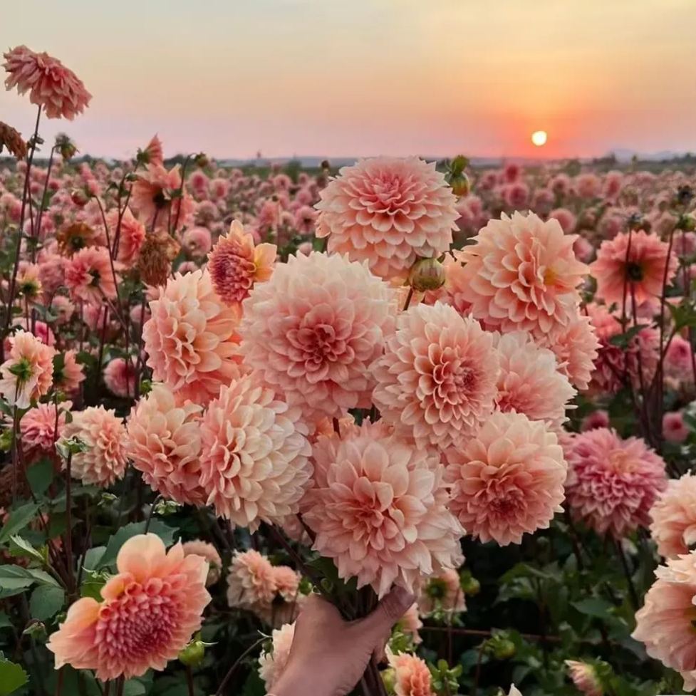 Hawaii  Dahlia Seeds