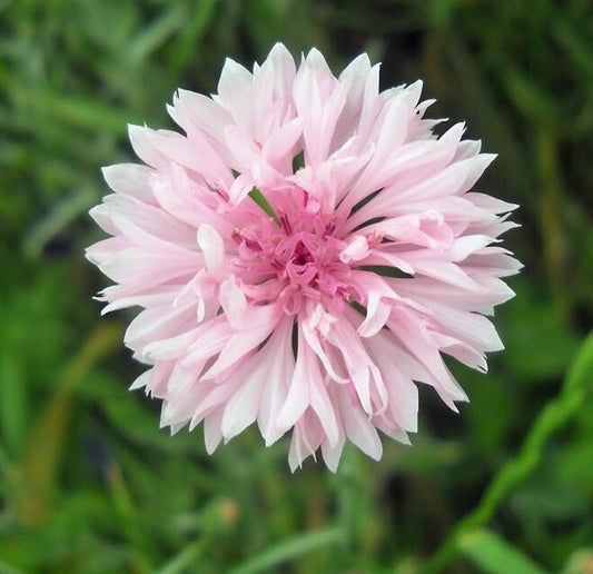 Centaurea cyanus Cornflower, Tall Pink