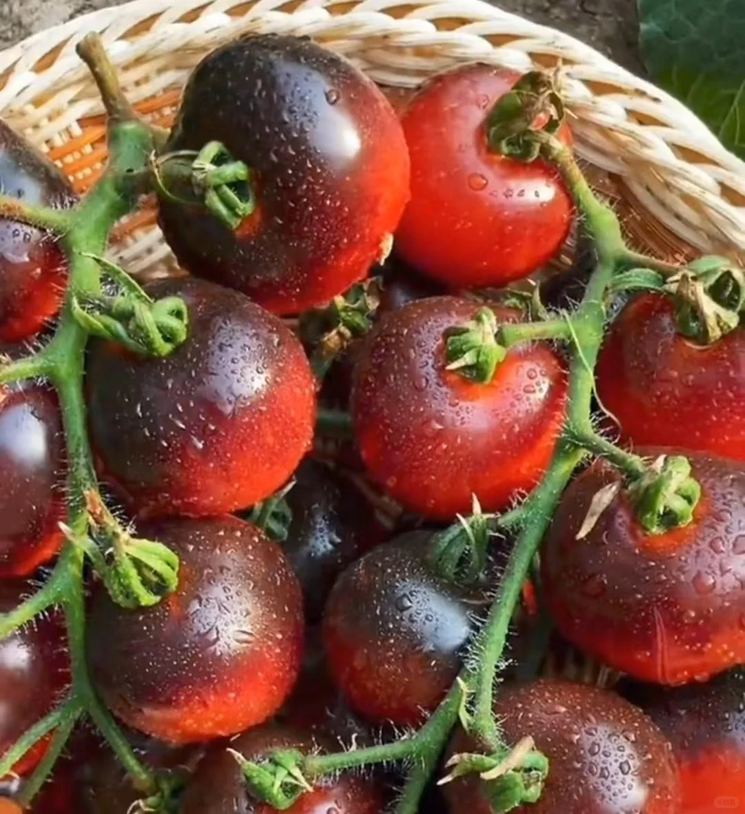 The most popular fruit🏆-Black Pearl Tomato🍅