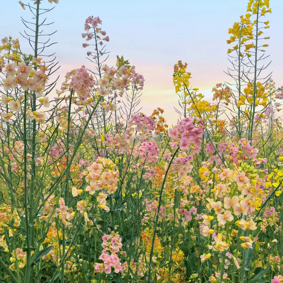 Colorful Rapeseed Flowers Mixcolor Seeds