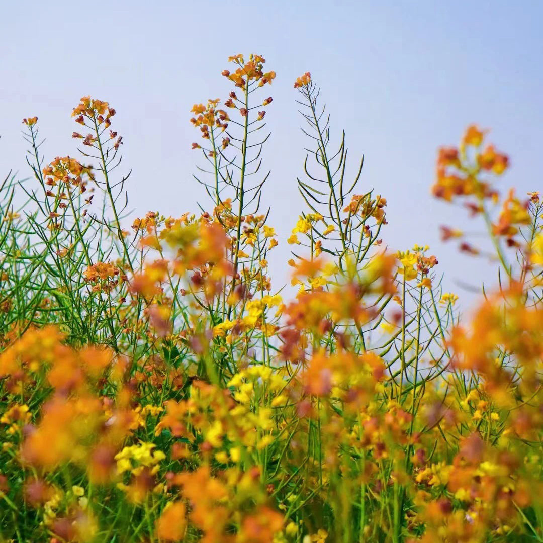 Colorful Rapeseed Flowers Mixcolor Seeds