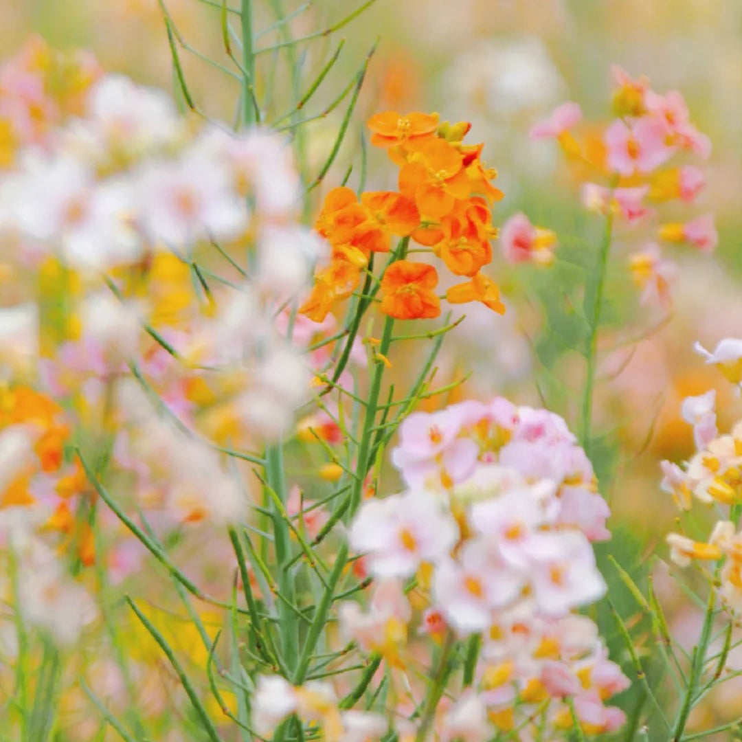 Colorful Rapeseed Flowers Mixcolor Seeds