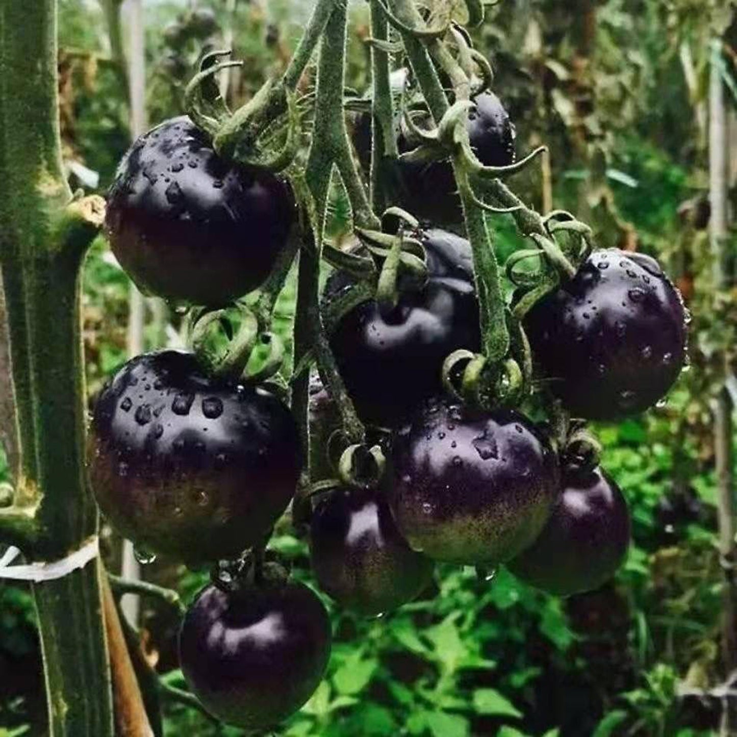The most popular fruit🏆-Black Pearl Tomato🍅