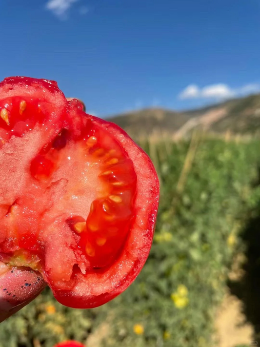 Sandy, soft and sweet - 🍅Sandy tomatoes