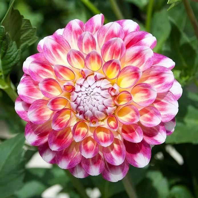 Hawaii  Dahlia Seeds