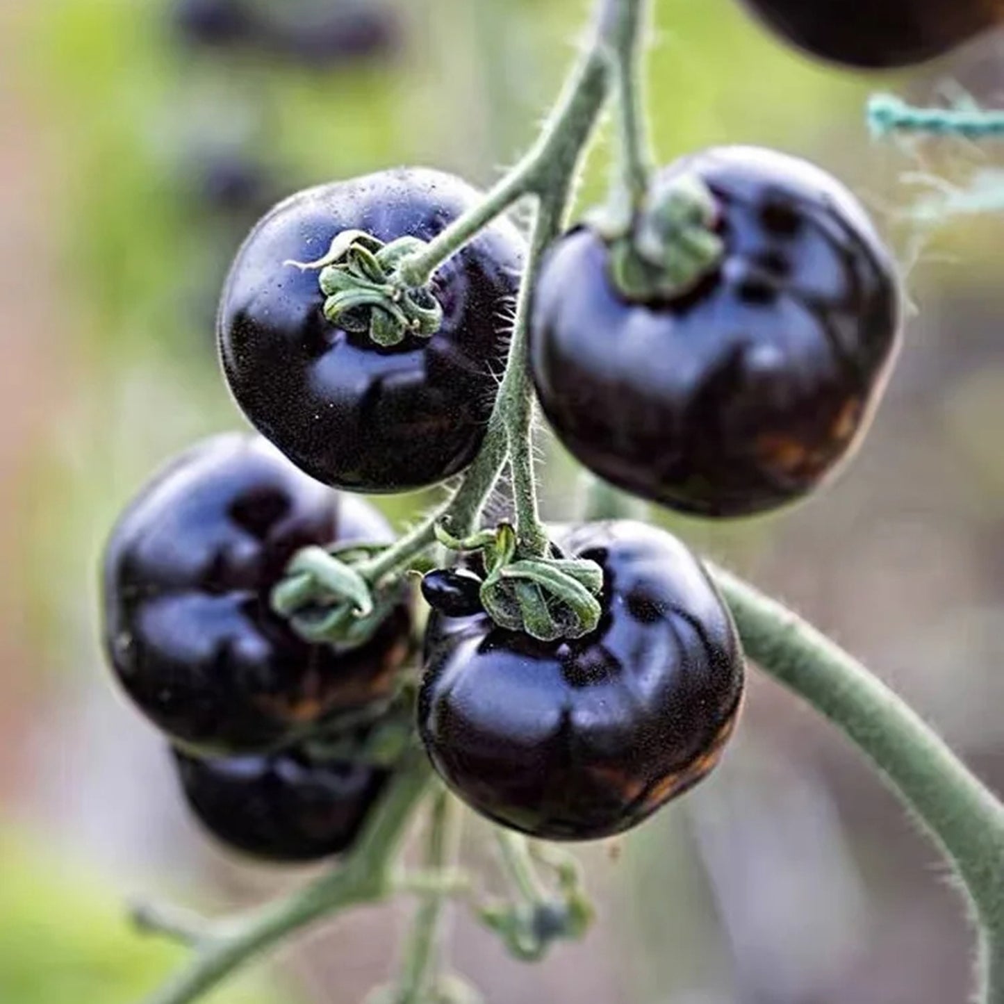 The most popular fruit🏆-Black Pearl Tomato🍅