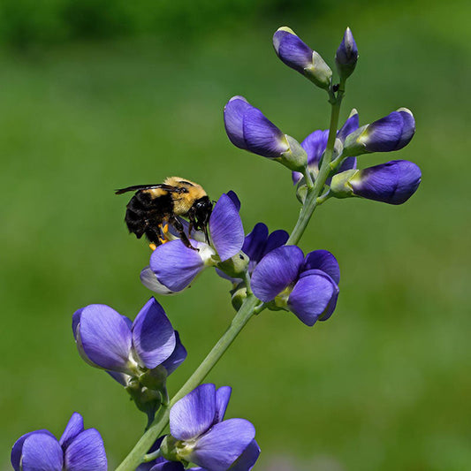 Blue False Indigo Baptisia australis seeds