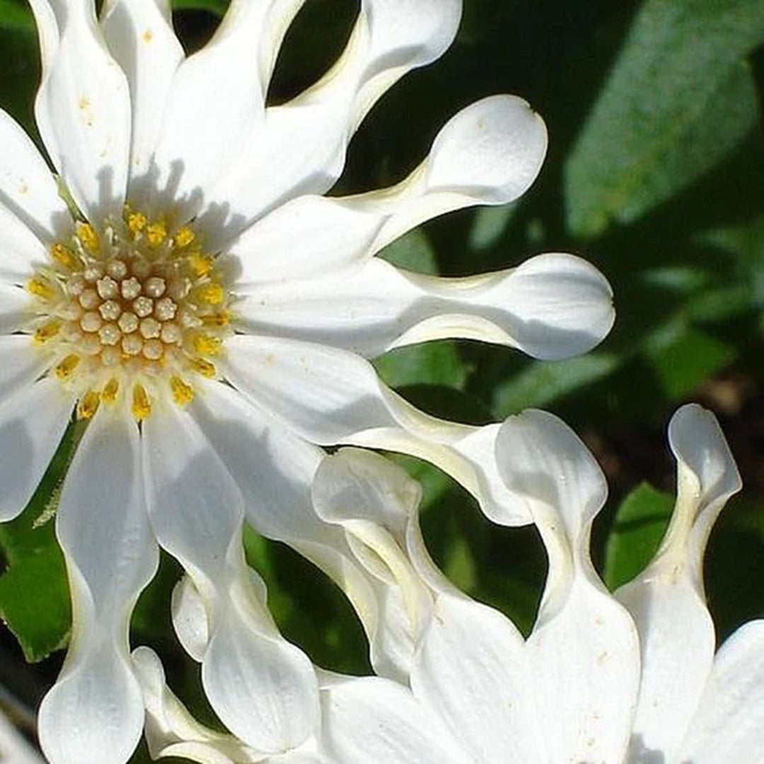African Daisy Mixcolor Seeds
