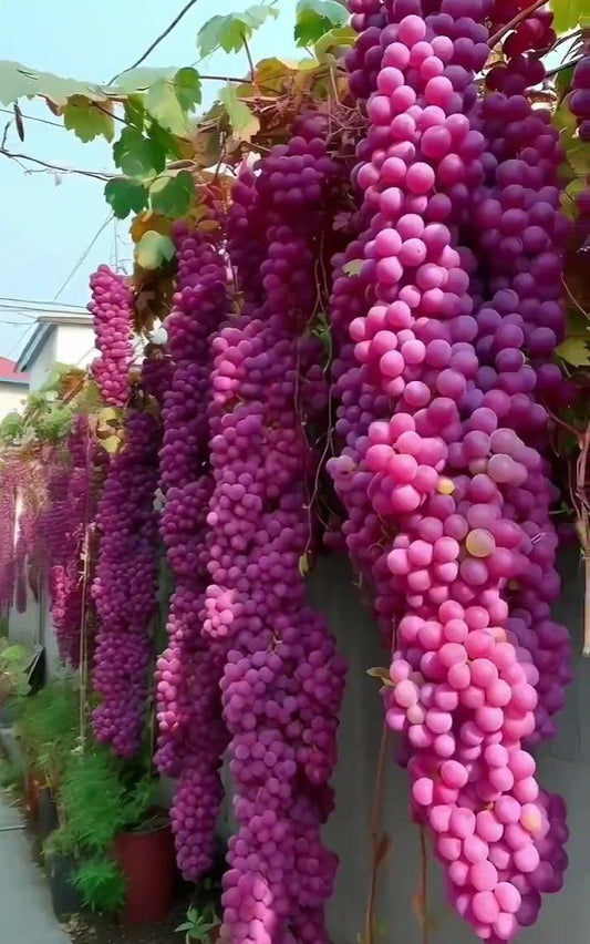 Giant Grape  seeds