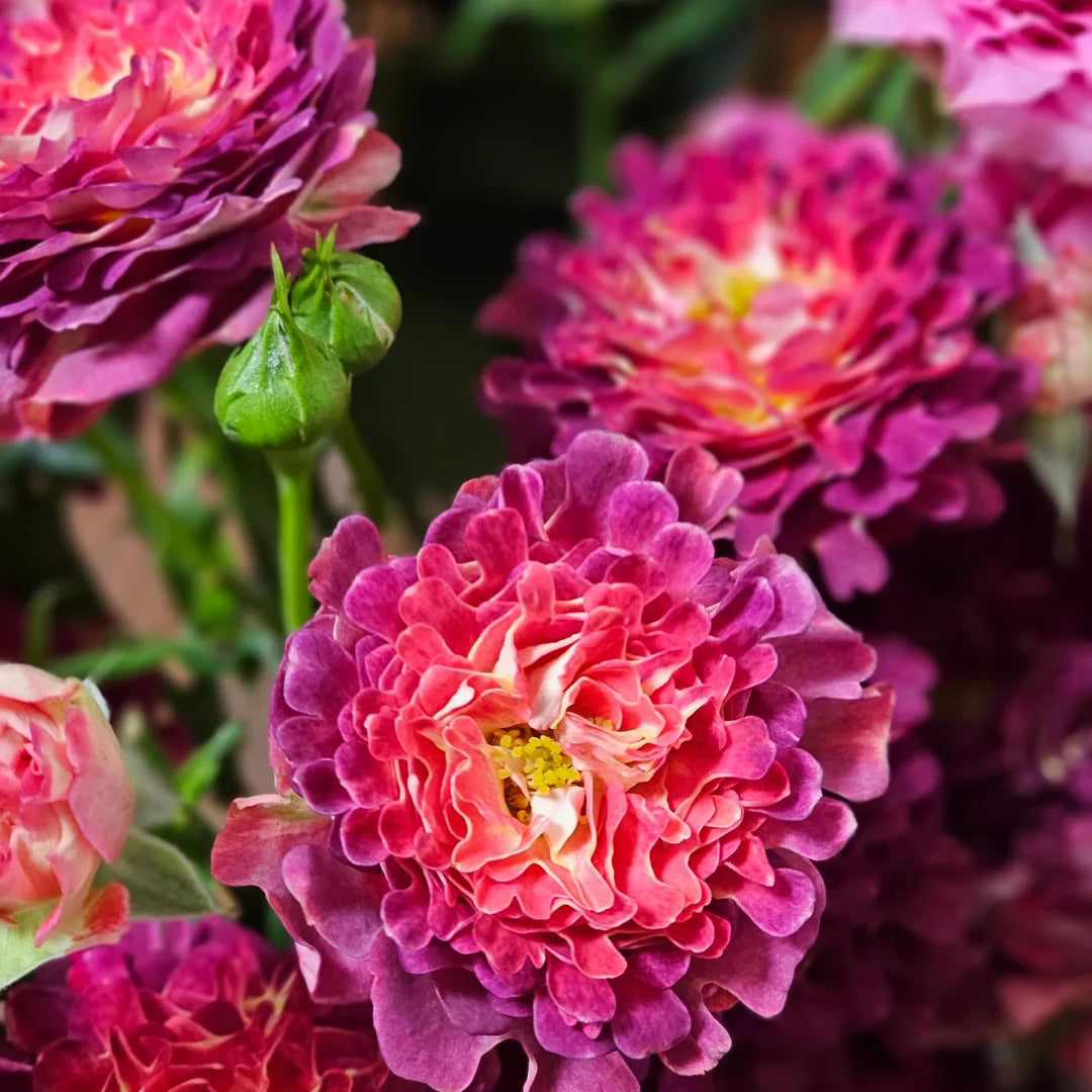 Sea Anemone Rose "florid" Flower Seeds