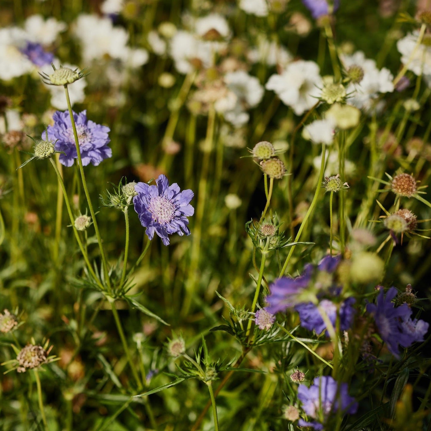 Scabiosa Fama Deep Blue Perennial Flower