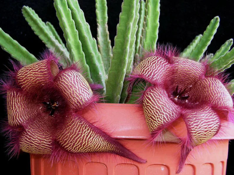 Stapelia hirsuta  SEEDS
