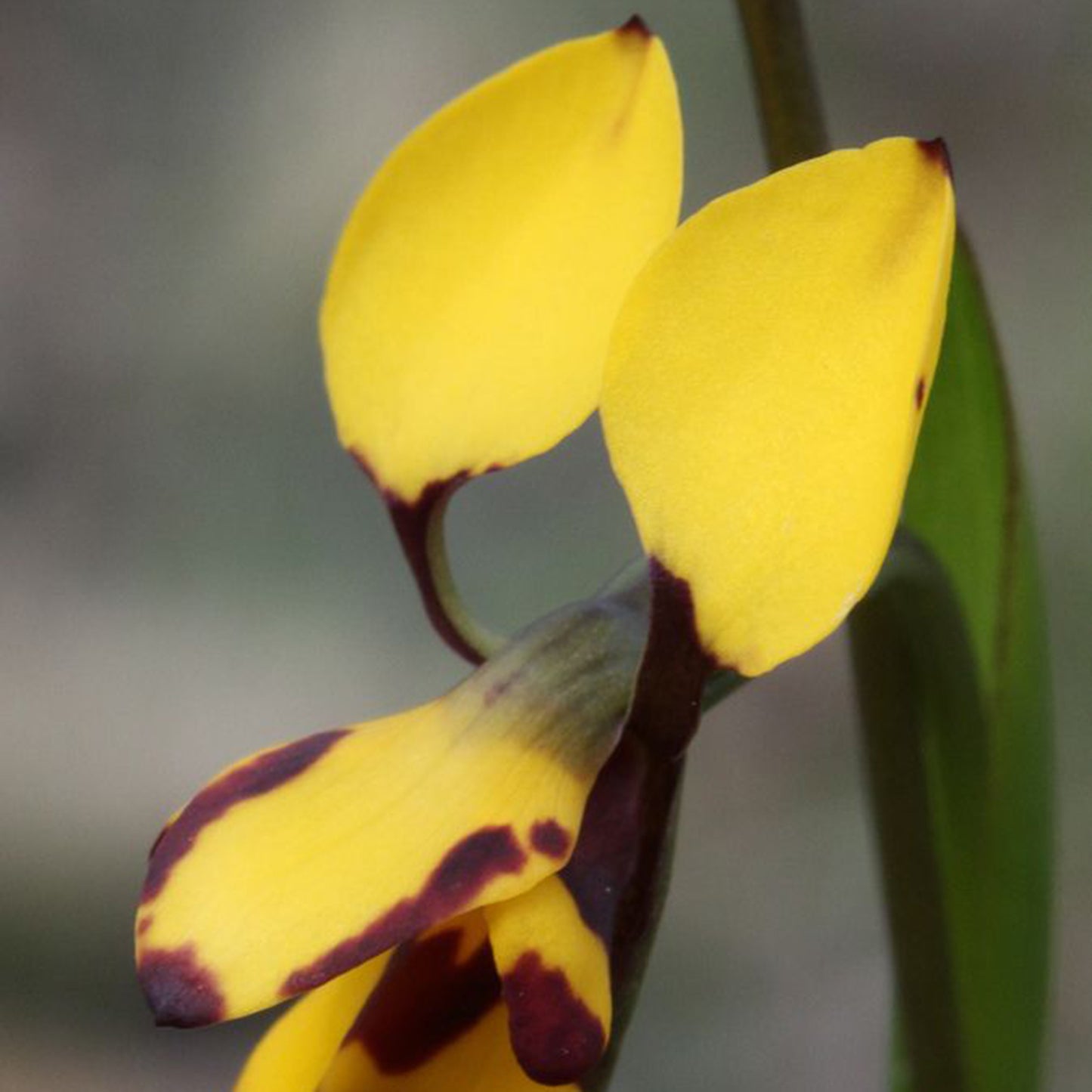 bee and pup🐝🐶 Diuris orientis flower seeds
