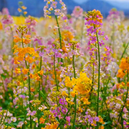 Colorful Rapeseed Flowers Mixcolor Seeds