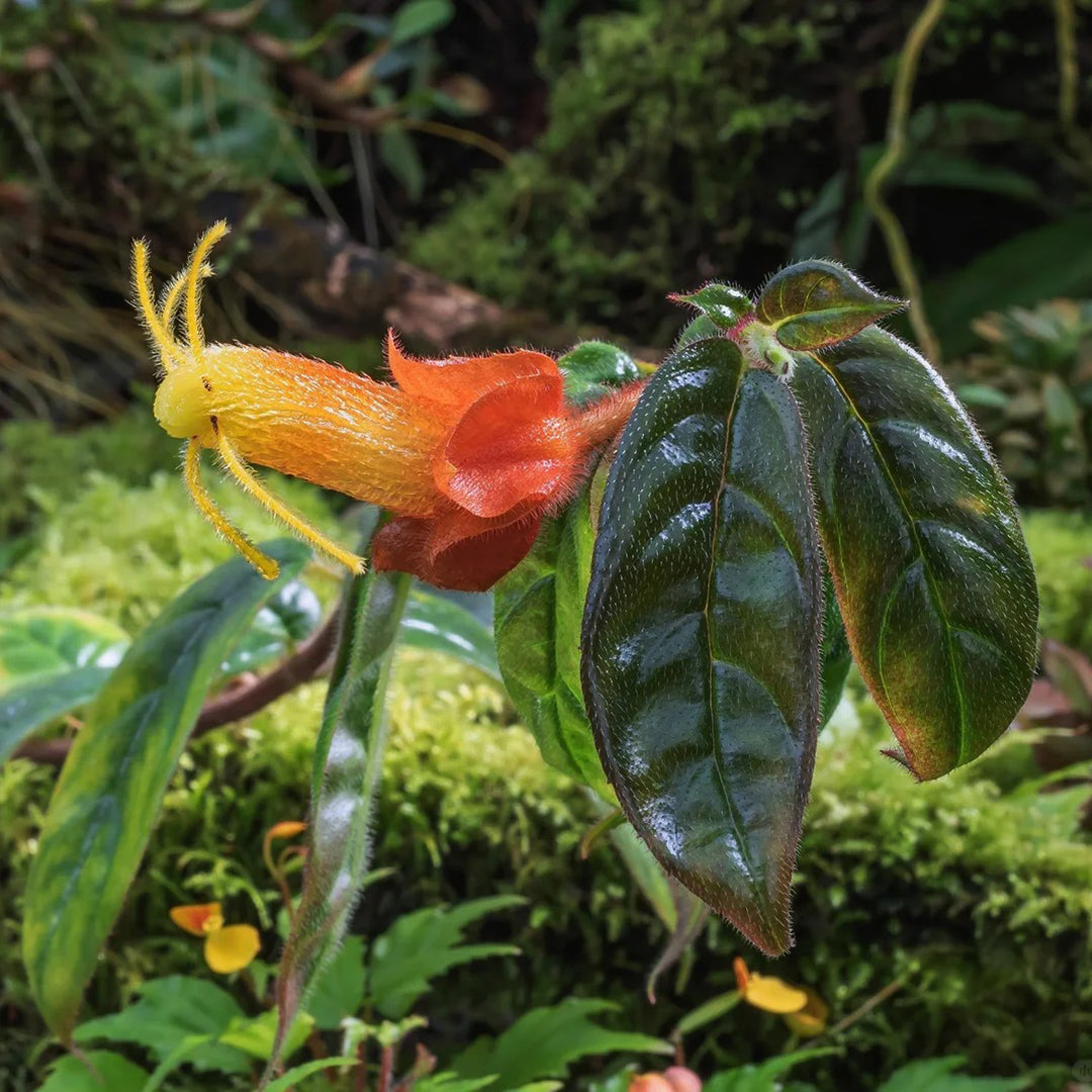 Columnea antennifera flower seeds