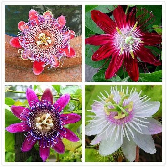 Egrow 100Pcs/Pack Passion Flower Seeds Garden Rare Passiflora Incarnata Fruit Plants Seeds