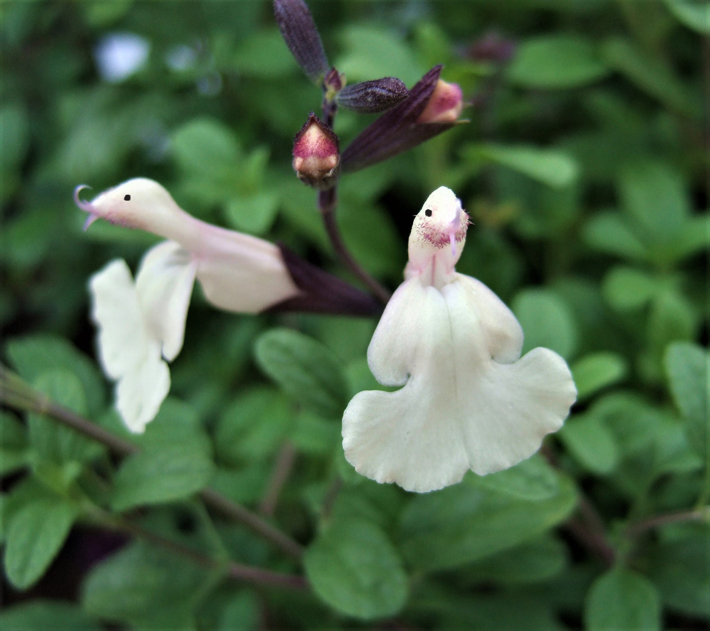 🤍Salvia Cool Cream